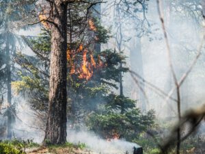 SMHI varnar: Stor risk för skogs- och gräsbränder