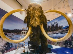 Målet efter skräckvargen: Nyfödda mammutar 2028