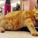 Stora katter drabbas oftare av artros