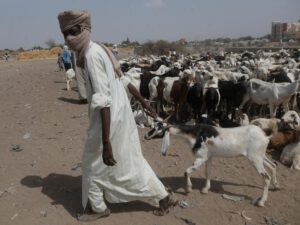 Många döda i sammandrabbningar i Tchad