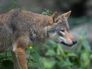 Varg attackerade får – sköts ihjäl