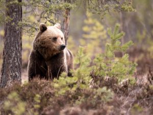 Närhet till människan räddar björnens ungar