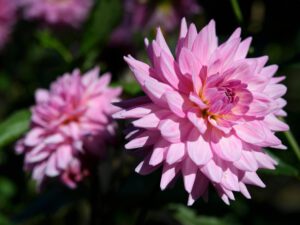 Blomtjuvar stal 200 plantor