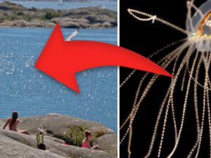 Varningen: Giftiga maneten kan vara här för att stanna